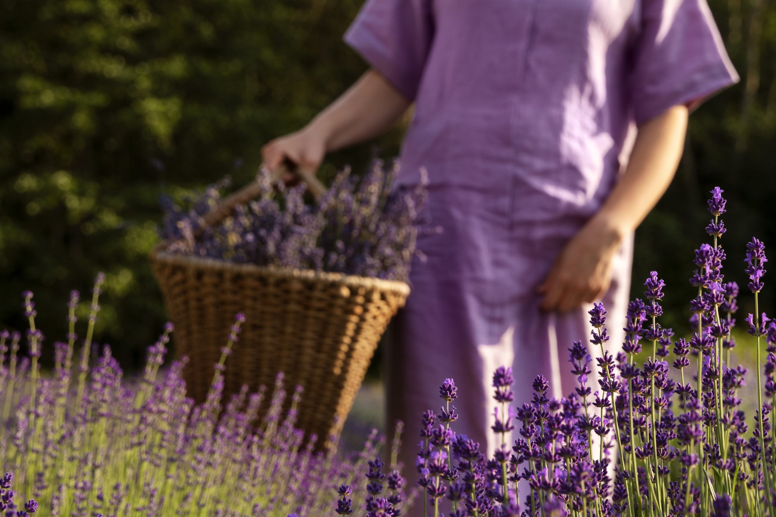 Preguntas y respuestas sobre la cosecha de la lavanda